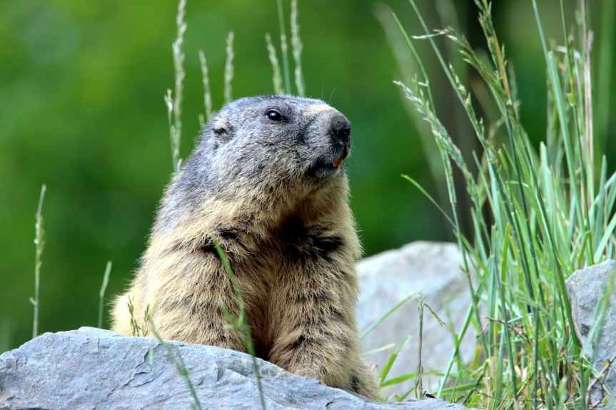 Winter Is Going: Groundhog Day Facts